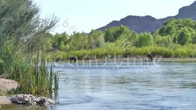 亚利桑那州，盐河，两匹野马在盐河中畅饮的开阔视野